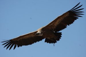 El buitre leonado de las hoces de riaza segovia